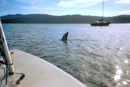 2010-08-23_2085_Tomales Shark.jpg