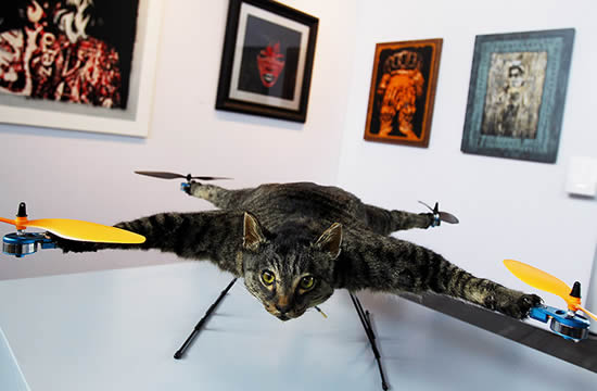 orville_cat_quadrocopter_1.jpg