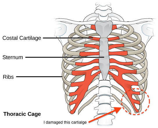 Ribcage.jpg