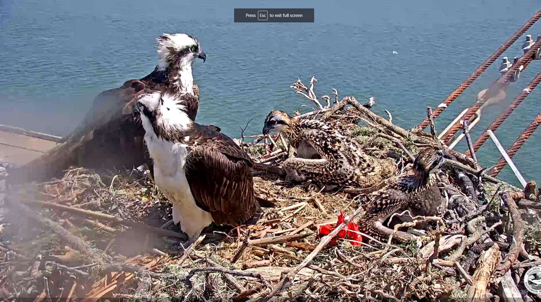 osprey cam.JPG