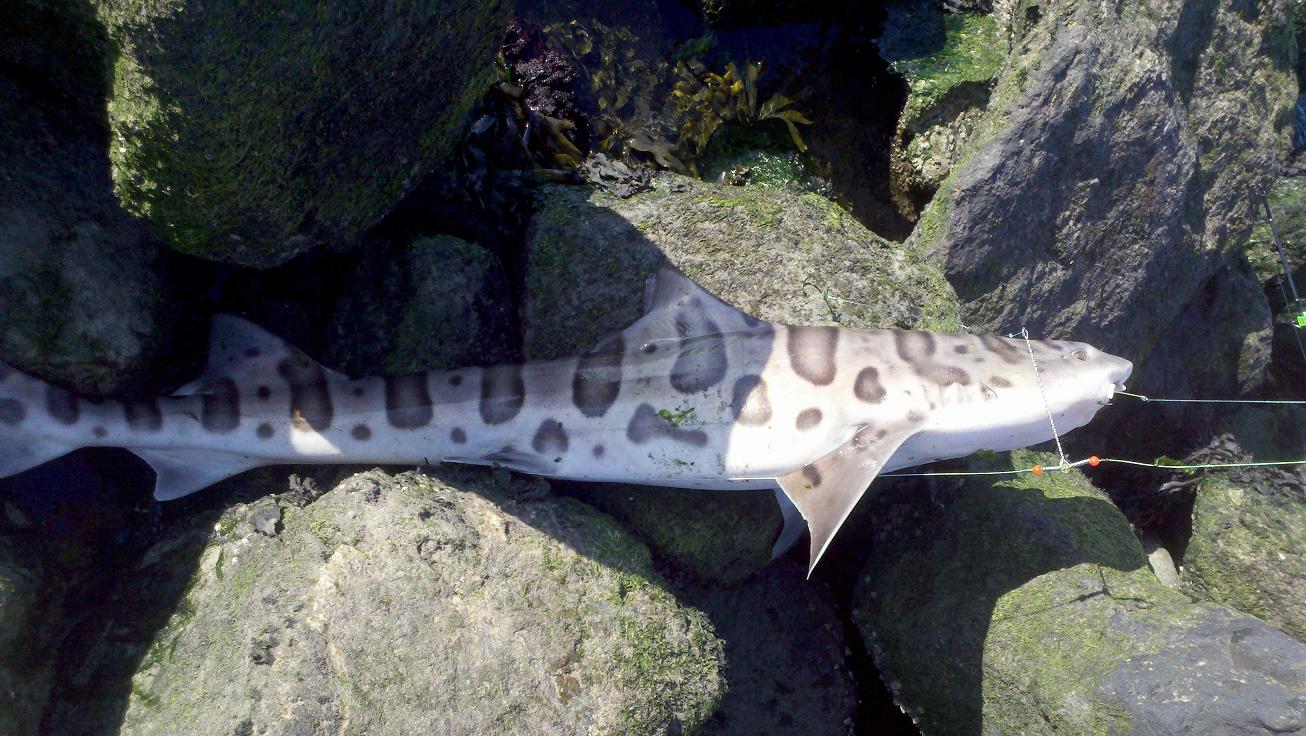 sharky.JPG