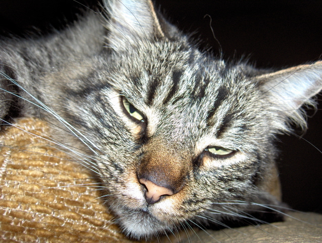 maui cat.jpg