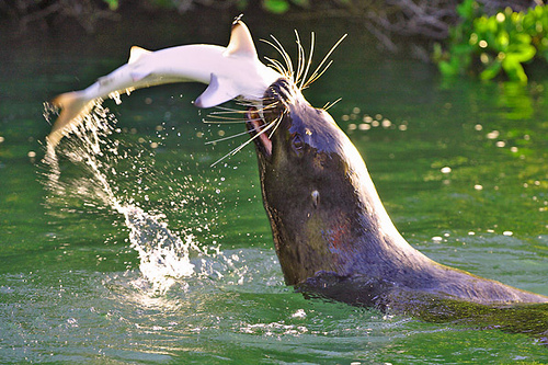 sealion-eating-shark.jpg